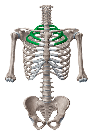 Upper ribs (#567)