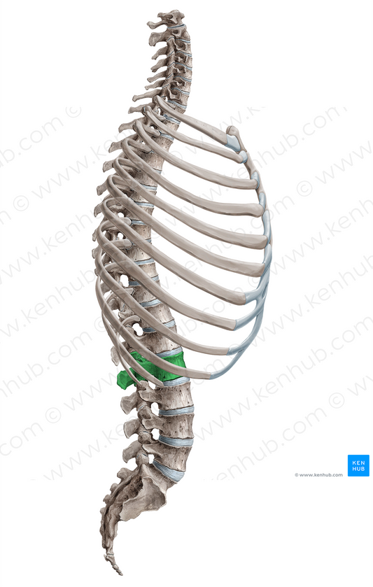 Vertebra L2 (#18084)