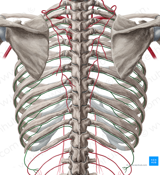 Posterior intercostal artery (#1149)