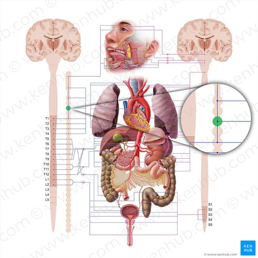 Inferior cervical ganglion (#18621)