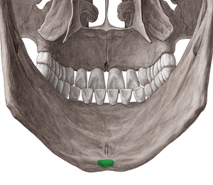 Inferior mental spine of mandible (#9104)