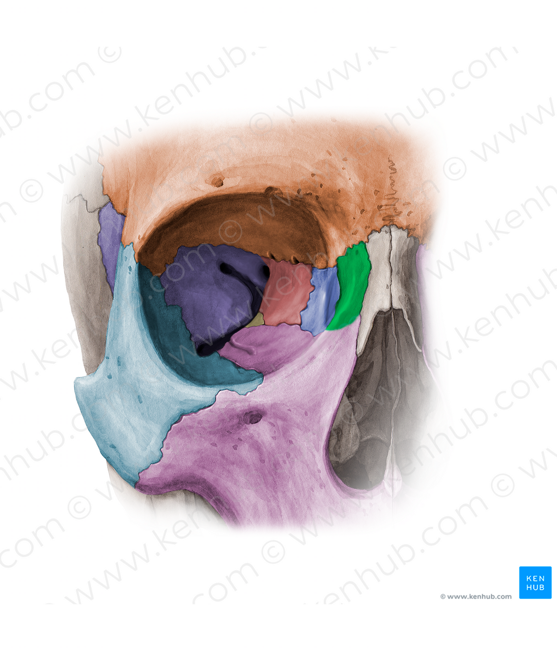 Frontal process of maxilla (11356) Kenhub Image License Store