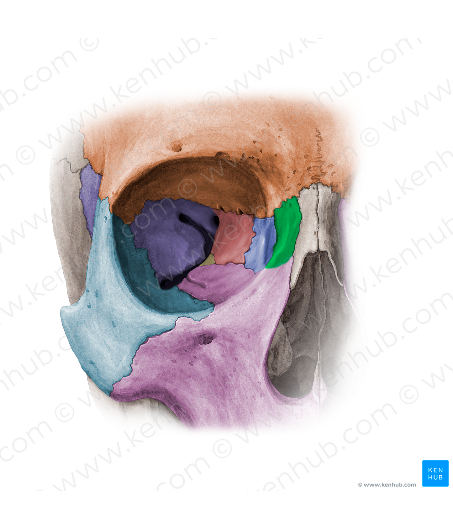 Frontal process of maxilla (#11356)