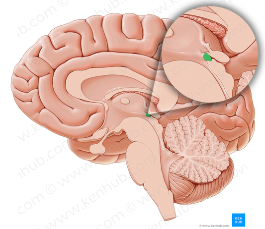 Posterior commissure (#2783)