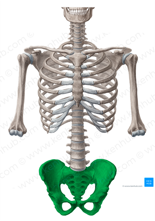 Pelvis (#7844)