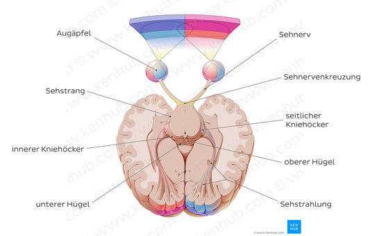 Optic nerve (German)