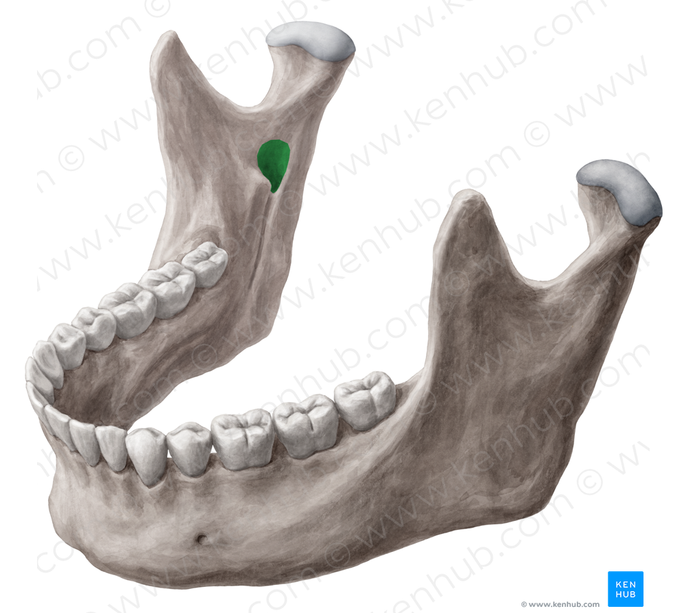 Inferior alveolar foramen of mandible (#3764)