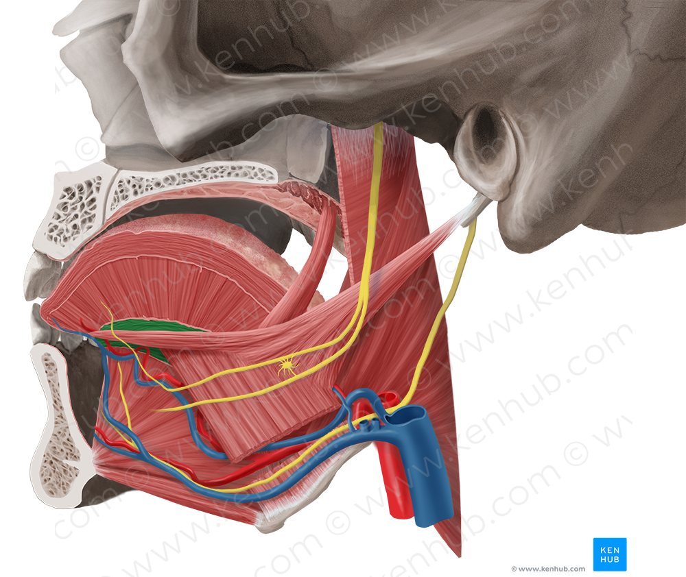 Inferior longitudinal muscle of tongue (#5585)