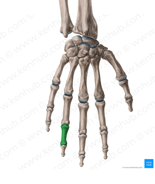 Middle phalanx of 4th finger (#7917)