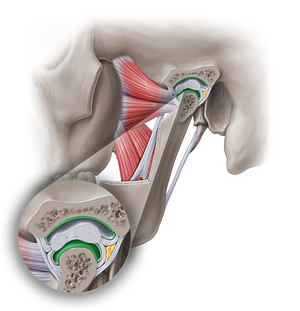 Articular cartilage of temporomandibular joint (#18951)