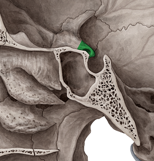 Anterior clinoid process of sphenoid bone (#8183)