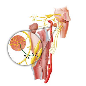 Tympanic nerve (#21642)