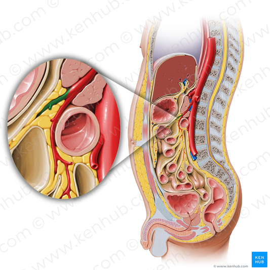 Middle colic artery (#1060)