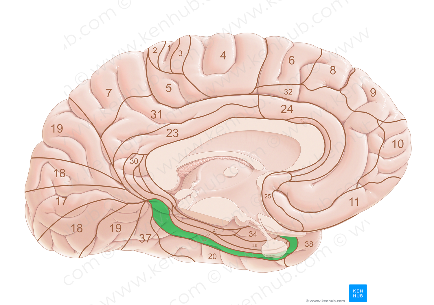 Brodmann area 36 (#18150)