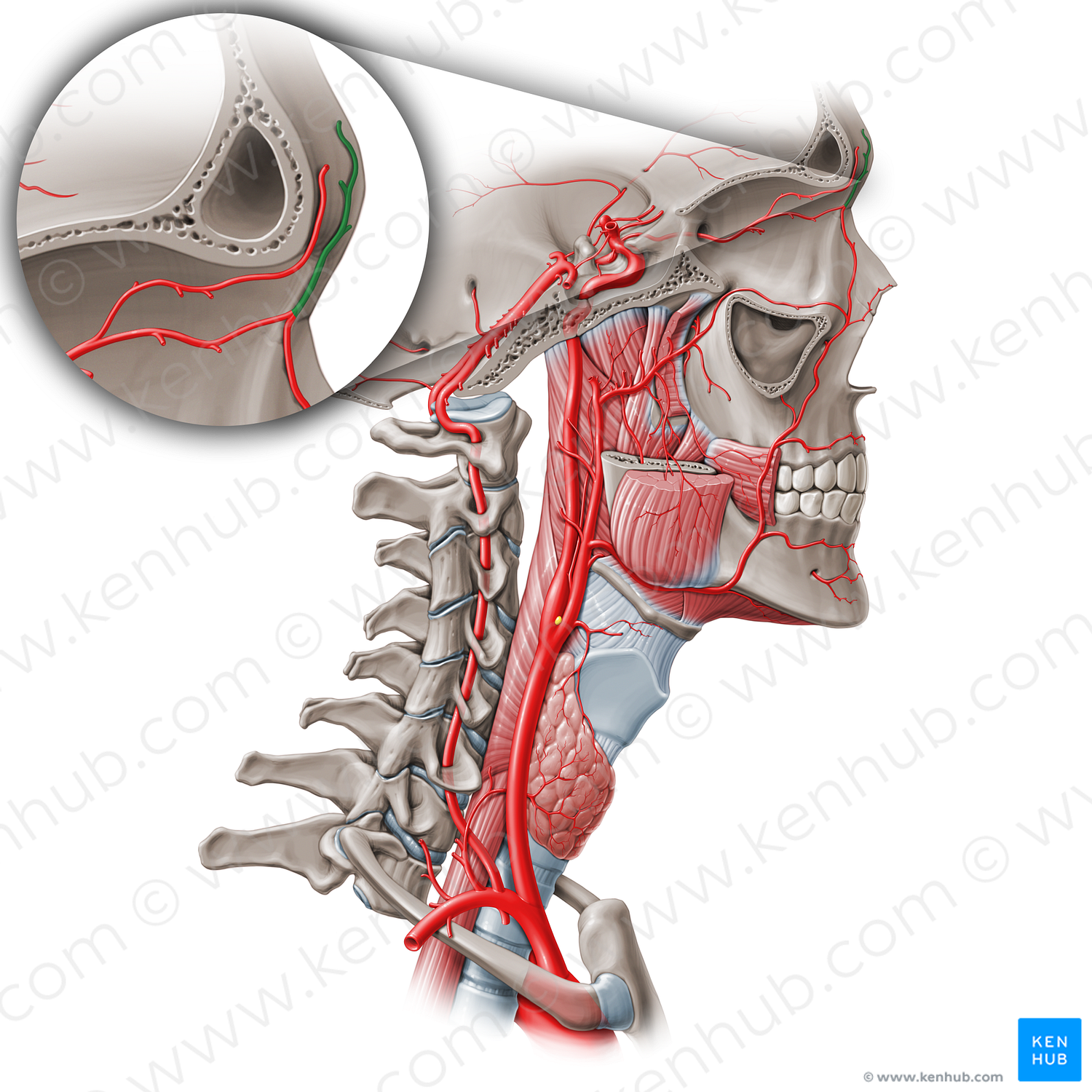 Supratrochlear artery (#1881)