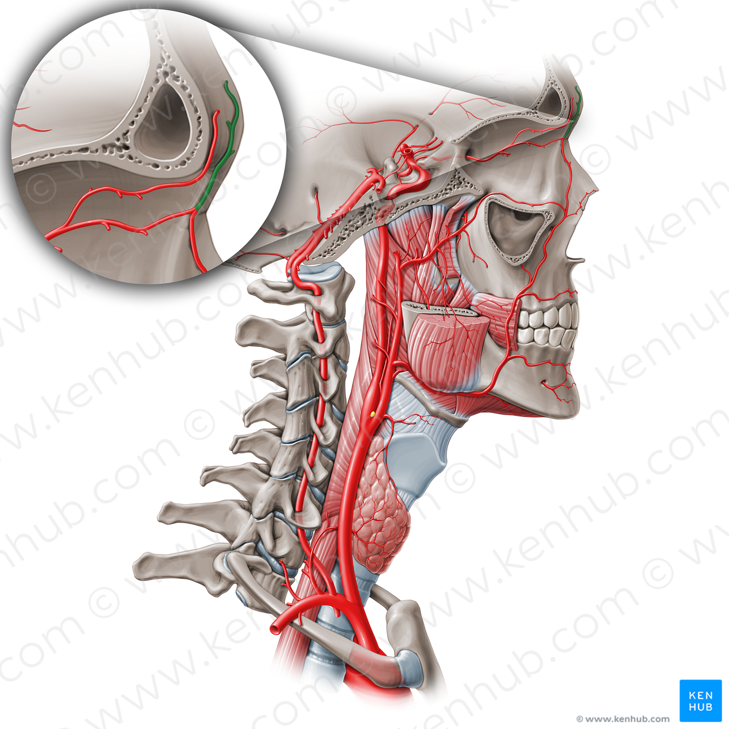 Supratrochlear artery (#1881)