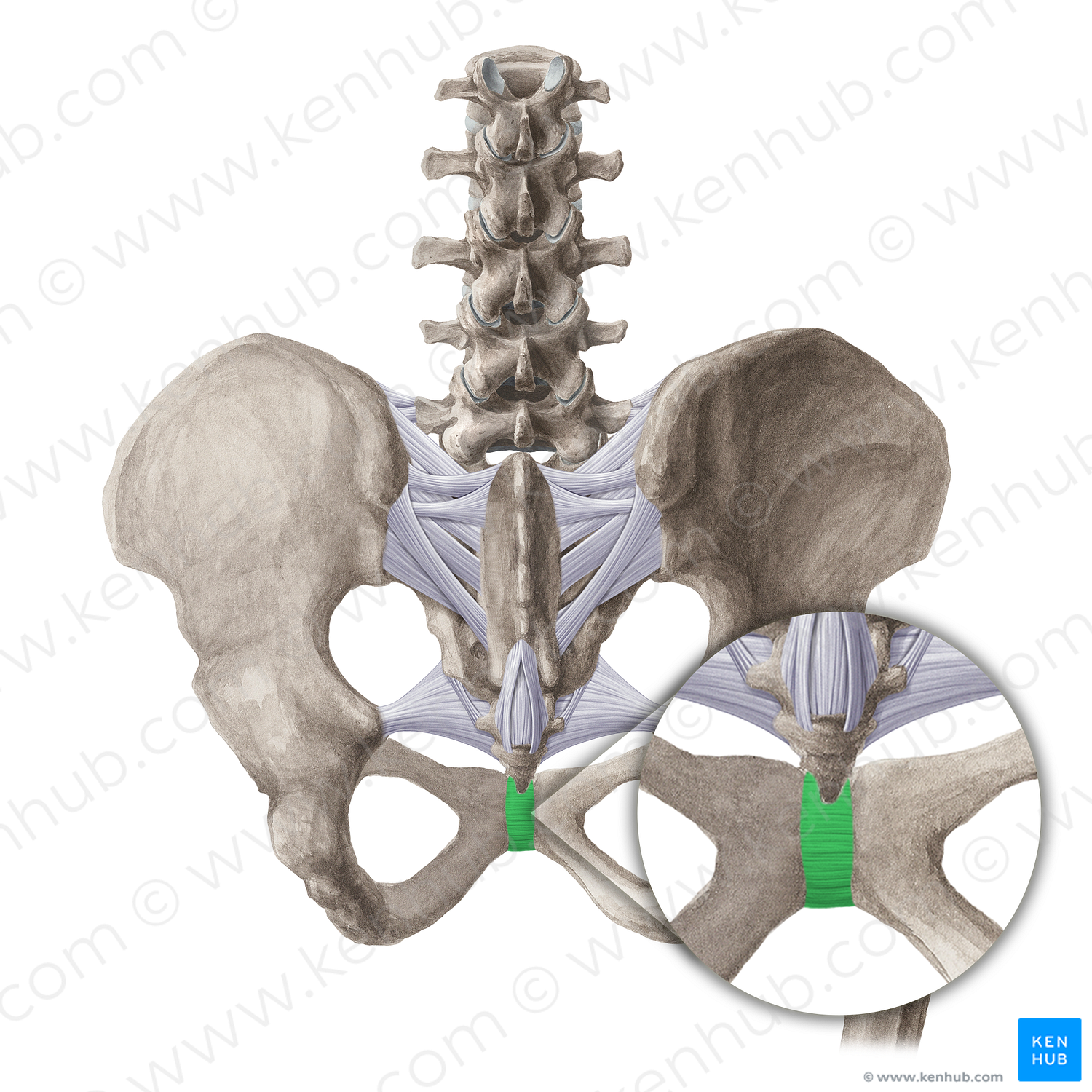 Posterior pubic ligament (#21521) – Kenhub Image License Store