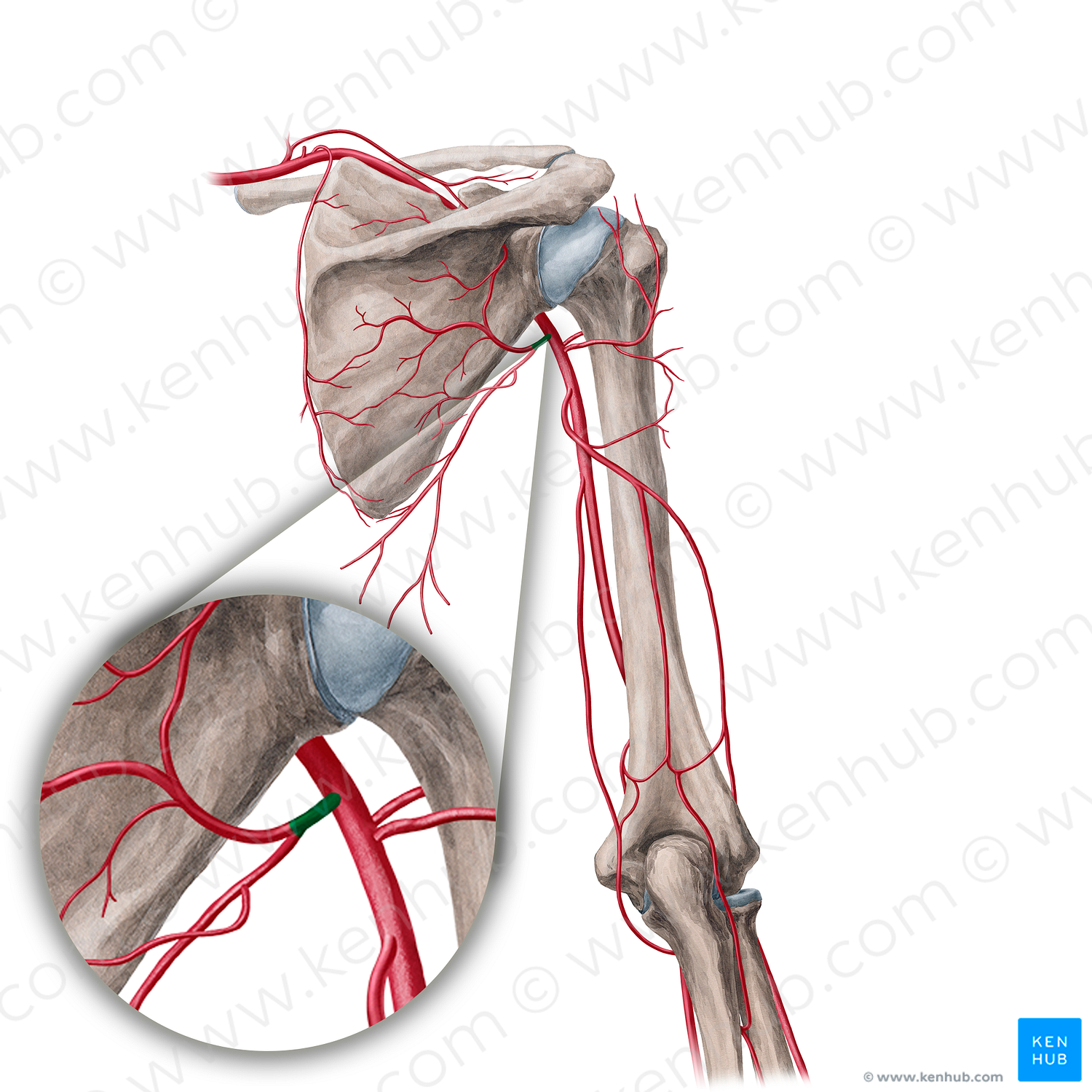 Subscapular artery (#11802)