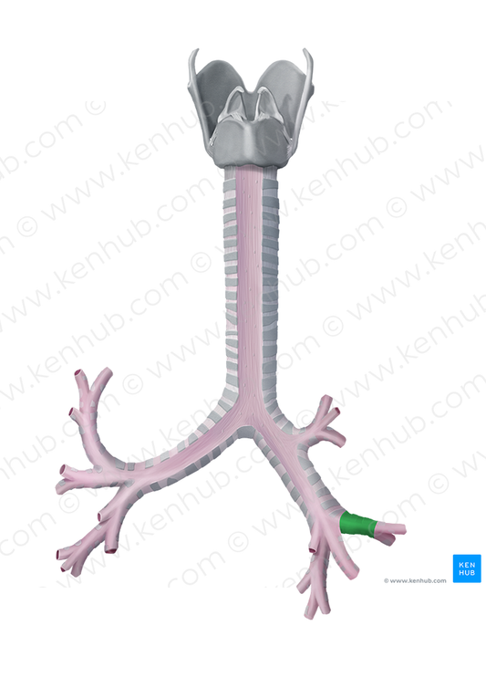 Middle lobar bronchus (#2222)