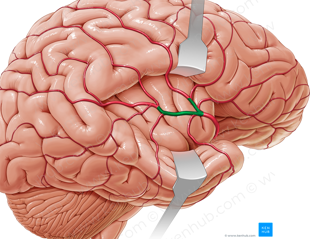 Superior and inferior cortical parts of middle cerebral artery (#8576)