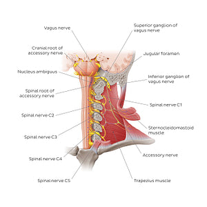 Accessory nerve (English)