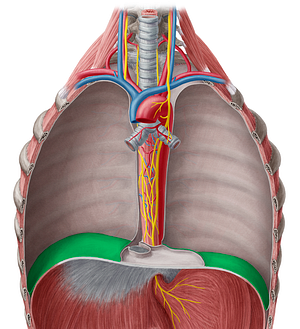 Diaphragmatic part of parietal pleura (#7704)