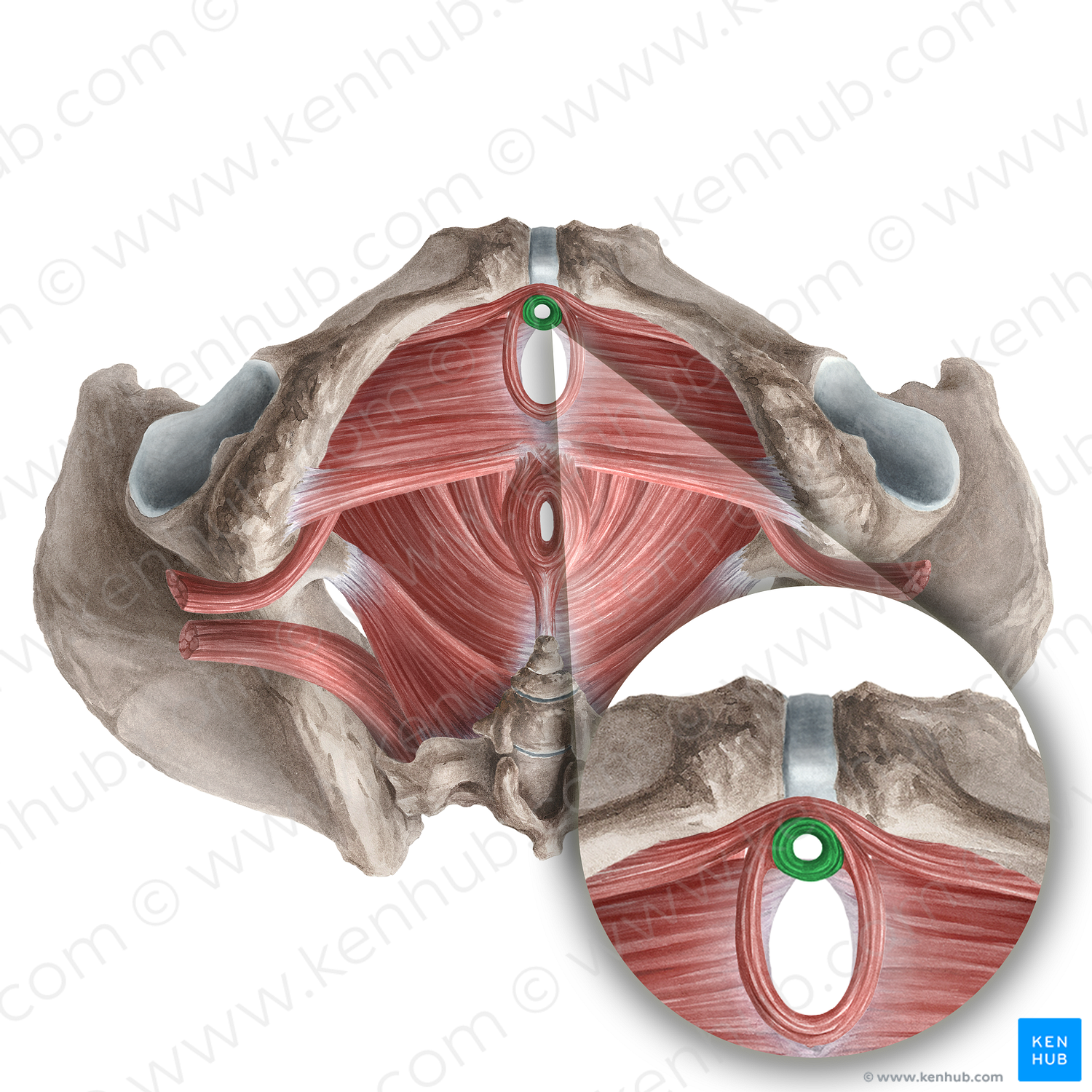 Female external urethral sphincter (proper) (#21282)