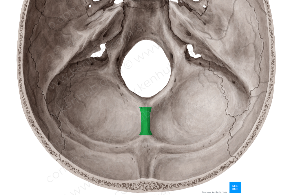 Internal occipital crest (#3123)