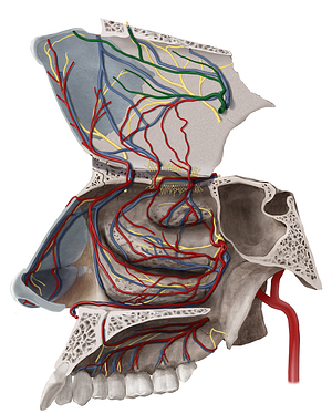 Posterior septal branches of sphenopalatine artery (#8563)