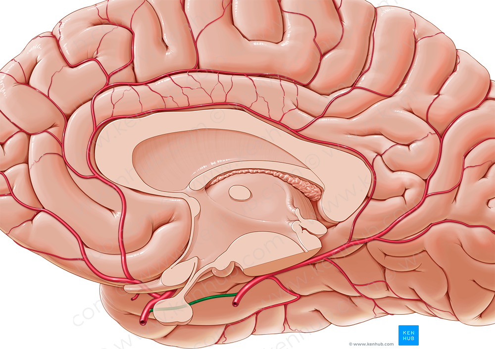 Posterior communicating artery (#1082)