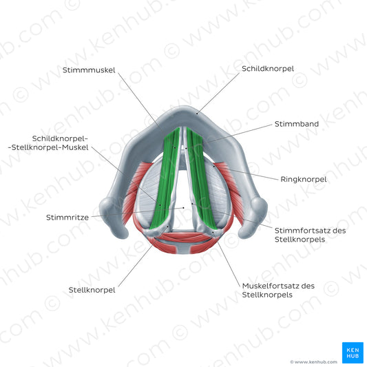 Larynx: action of vocalis and thryoarytenoid muscles (German)