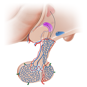 Hypophyseal veins (#16243)