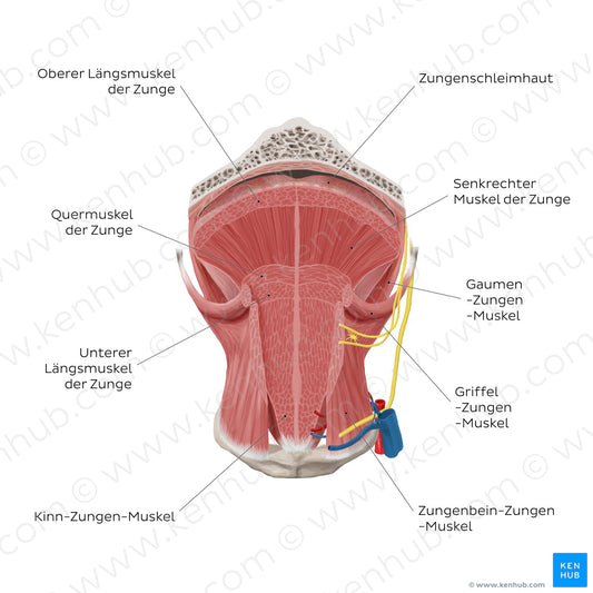 Muscles of the tongue: coronal section (German)