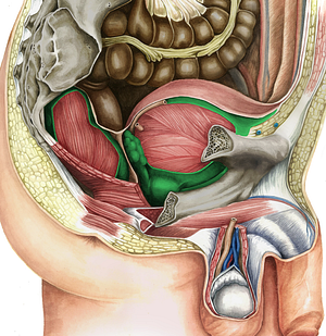 Pelvic visceral fascia (#3569)