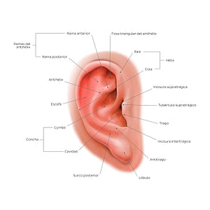 External ear: lateral view (Spanish)