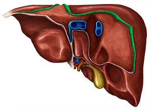 Anterior part of coronary ligament of liver (#4509)