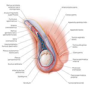 Scrotum and spermatic cord (Latin)