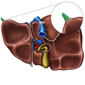 Fibrous appendix of liver (#791)