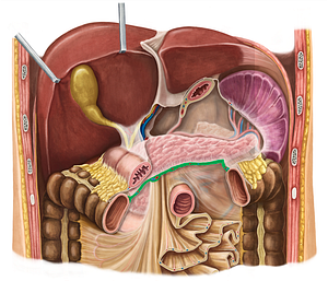 Root of transverse mesocolon (#8451)