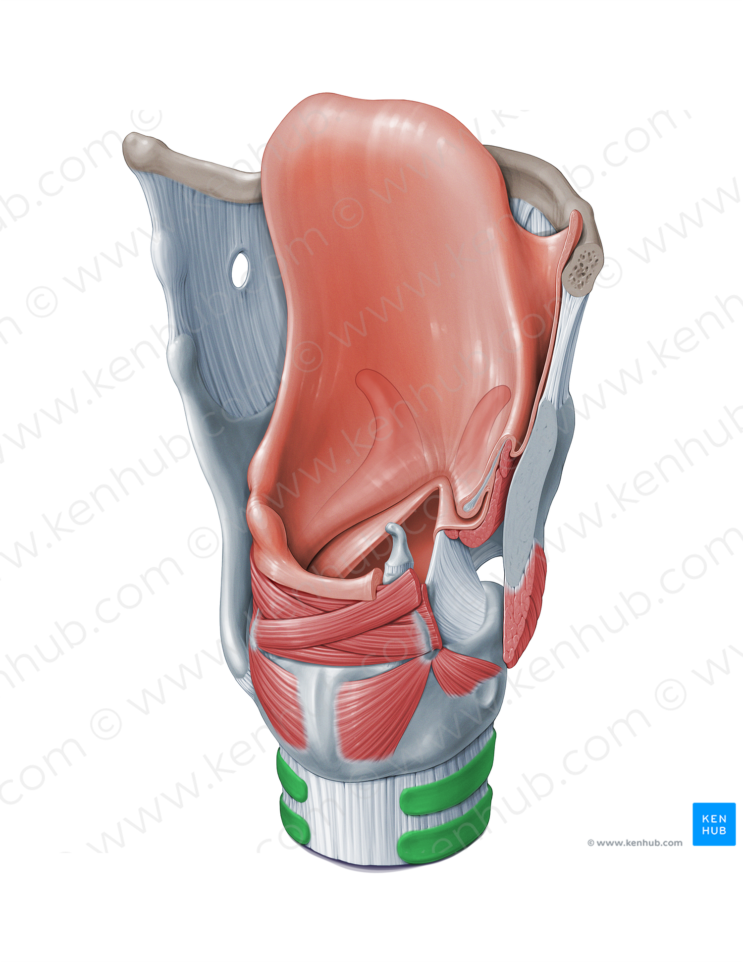 Tracheal cartilages (#18350)