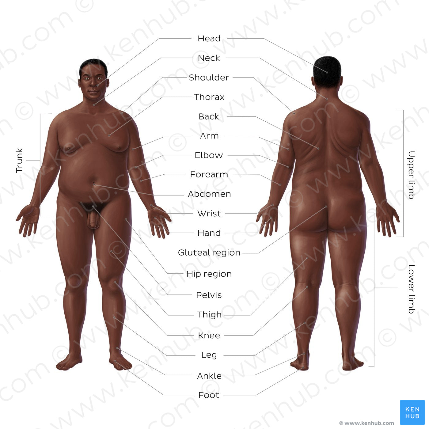 Regions of the body - Black male (English)