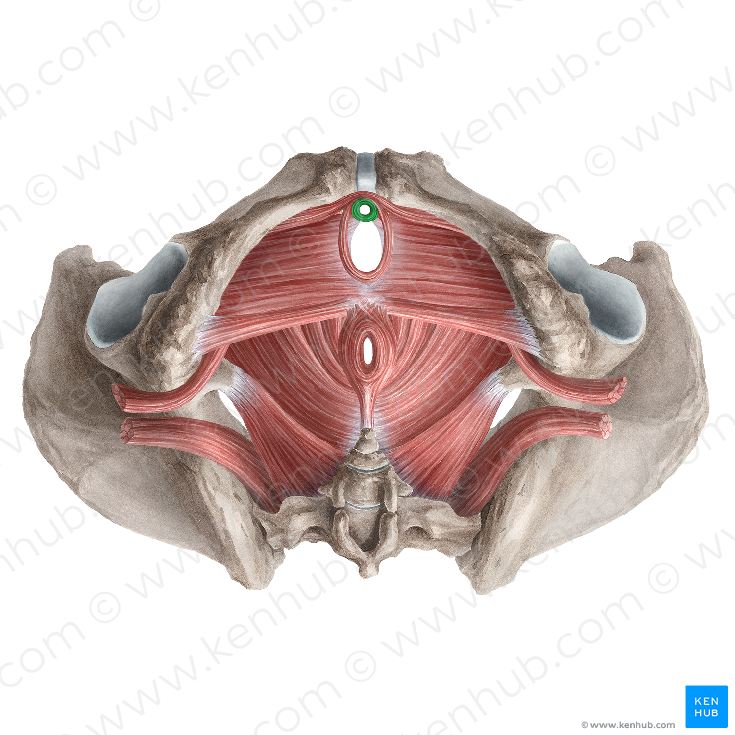 Female external urethral sphincter (proper) (#21283)