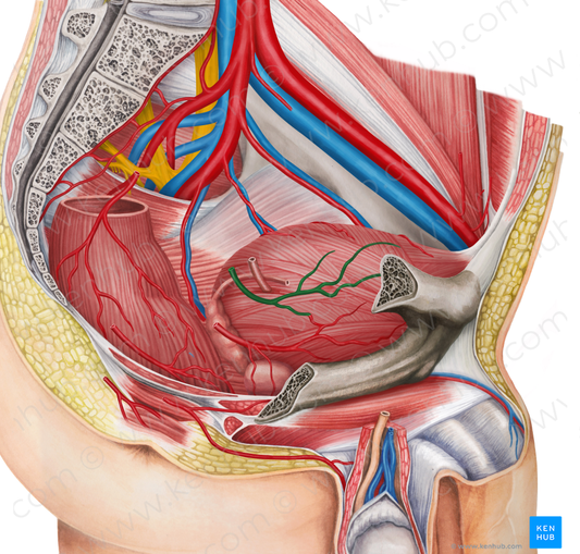 Right superior vesical artery (#1988)