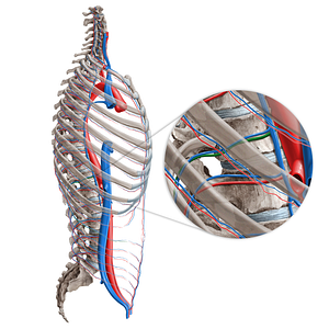 Subcostal artery (#1836)