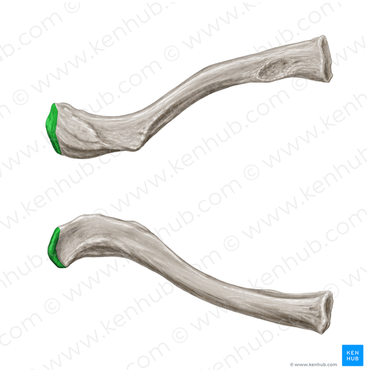 Acromial facet of clavicle (#3448)