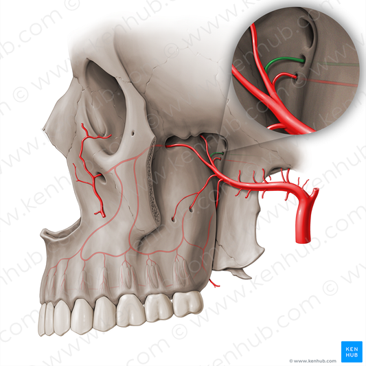 Artery of pterygoid canal (#18521)