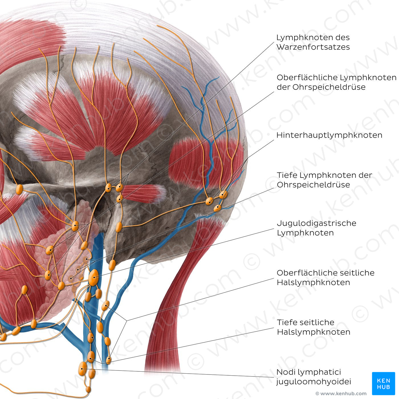 Lymphatics of the neck (Lateral) (German)