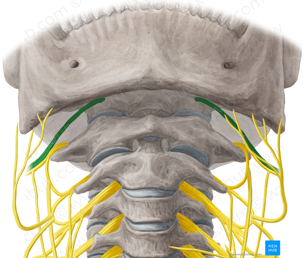 Hypoglossal nerve (#6466)