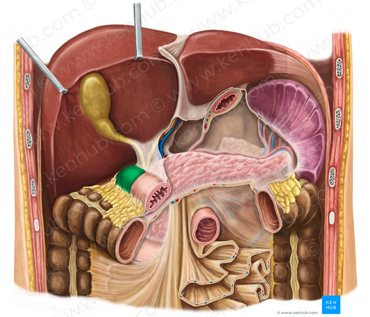 Superior part of duodenum (#7793)