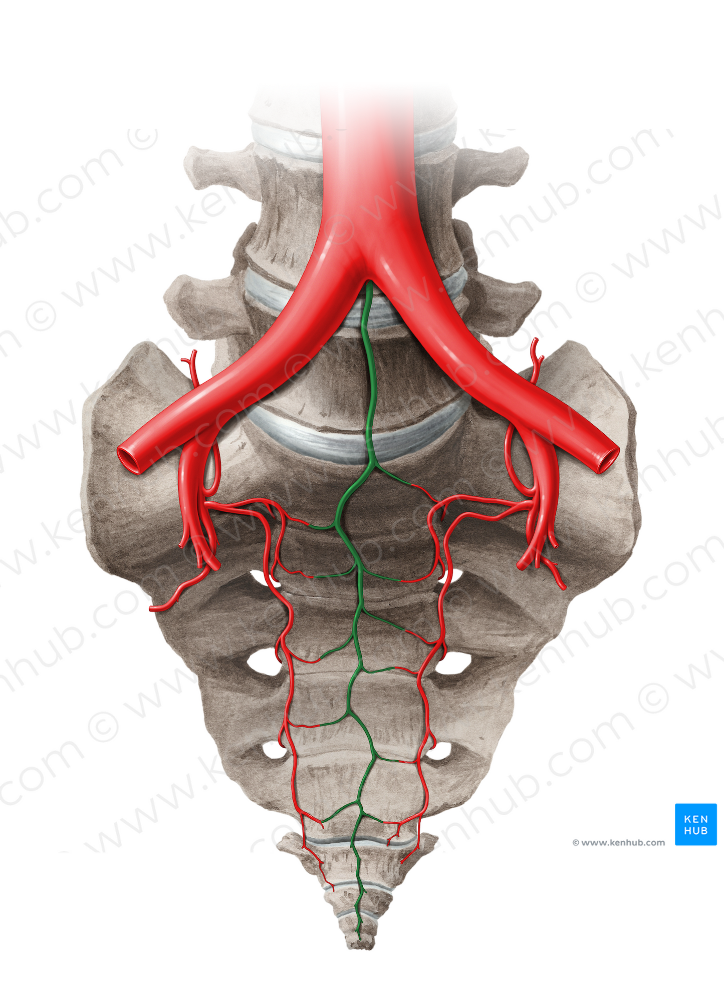 Median sacral artery (#14052)